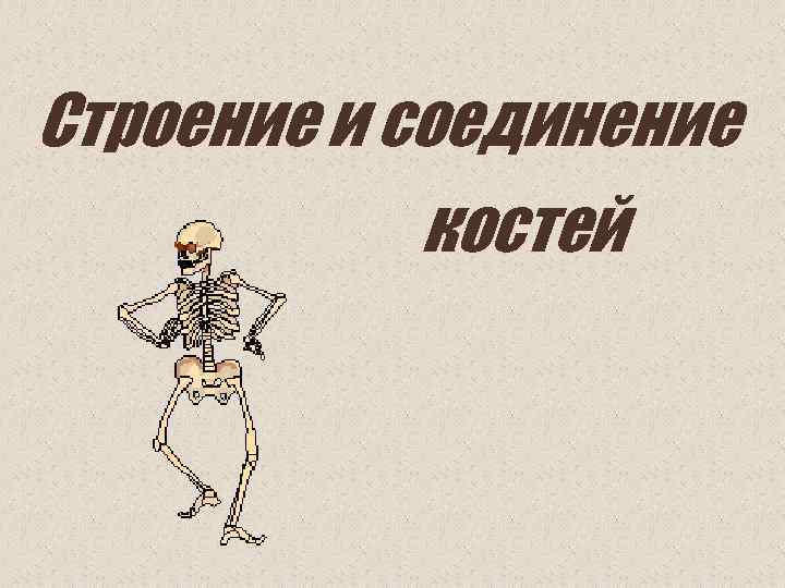Строение и соединение костей 