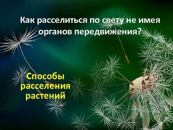 Как расселиться по свету не имея органов передвижения? Способы расселения растений 