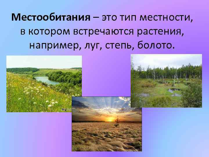 Местообитания – это тип местности, в котором встречаются растения, например, луг, степь, болото. 