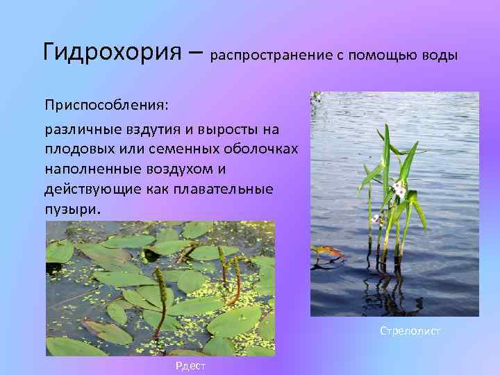 Гидрохория – распространение с помощью воды Приспособления: различные вздутия и выросты на плодовых или