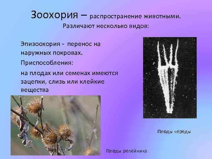 Зоохория – распространение животными. Различают несколько видов: Эпизоохория - перенос на наружных покровах. Приспособления: