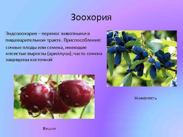 Зоохория Эндозоохория – перенос животными в пищеварительном тракте. Приспособления: сочные плоды или семена, имеющие