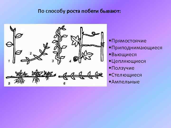 По способу роста побеги бывают: • Прямостоячие • Приподнимающиеся • Вьющиеся • Цепляющиеся •