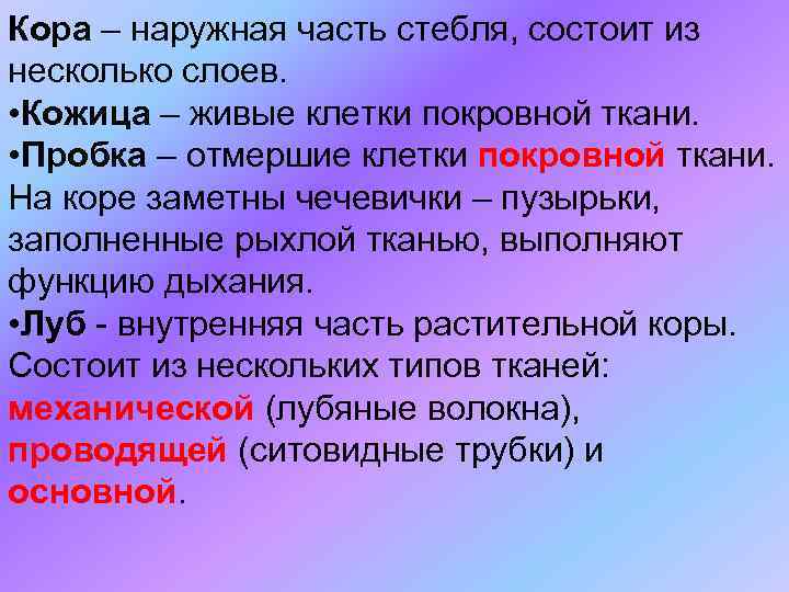 Кора – наружная часть стебля, состоит из несколько слоев. • Кожица – живые клетки