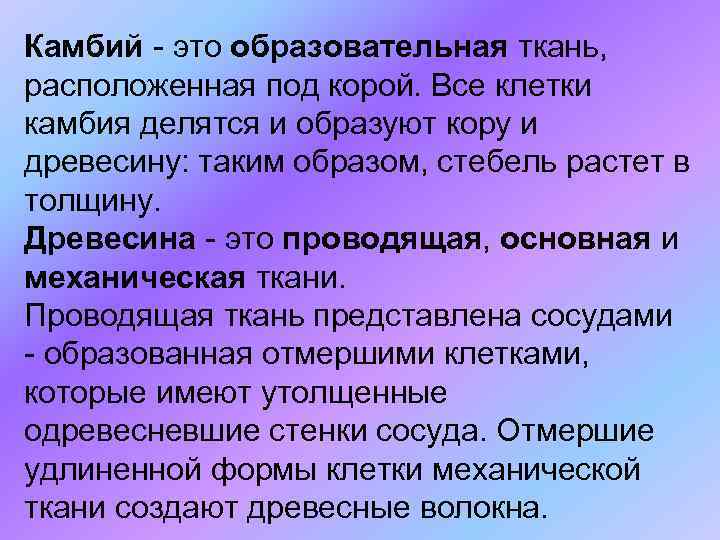 Камбий - это образовательная ткань, расположенная под корой. Все клетки камбия делятся и образуют