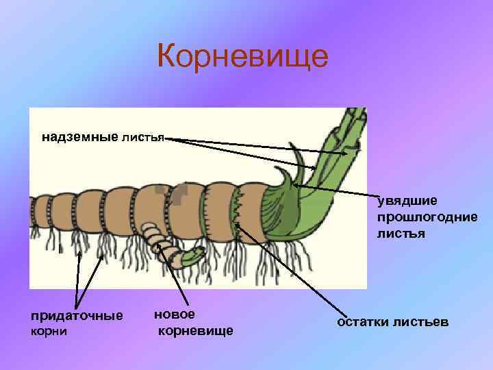 Корневище надземные листья увядшие прошлогодние листья придаточные корни новое корневище остатки листьев 