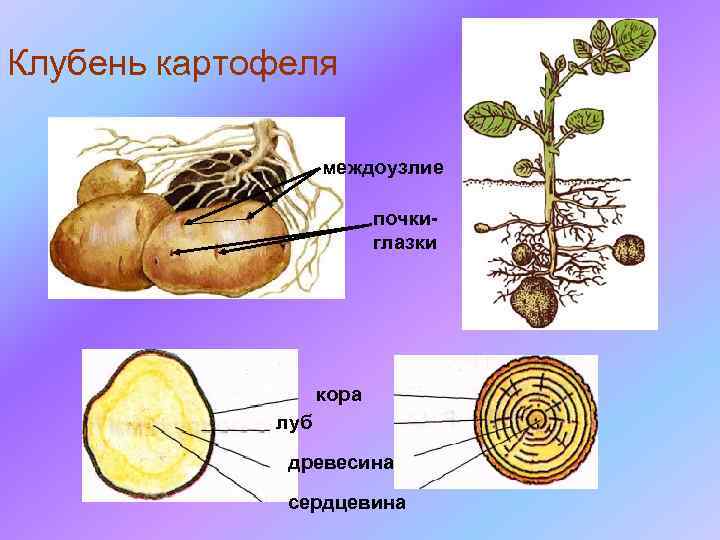 Клубень картофеля междоузлие почкиглазки кора луб древесина сердцевина 