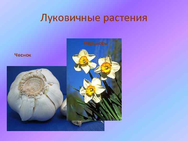 Луковичные растения Нарциссы Чеснок 