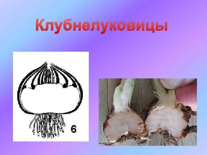 Клубнелуковицы 