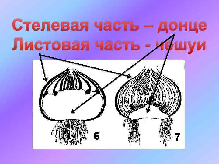 Стелевая часть – донце Листовая часть - чешуи 