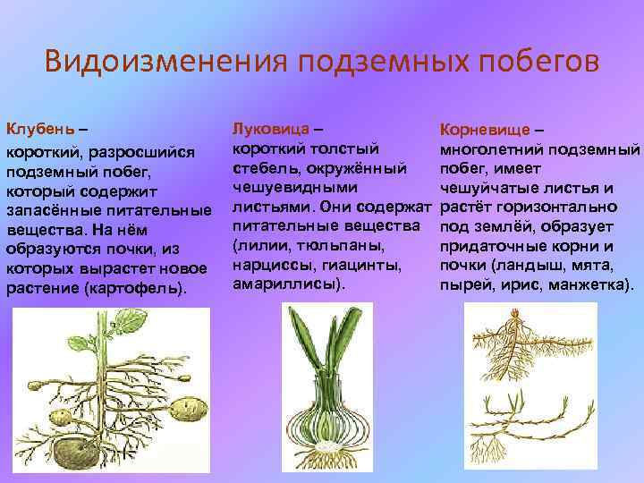 Видоизменения подземных побегов Клубень – короткий, разросшийся подземный побег, который содержит запасённые питательные вещества.