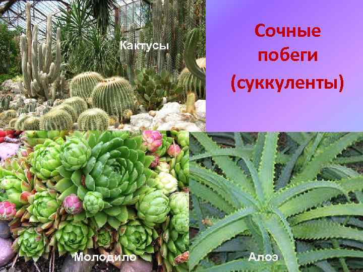 Кактусы Молодило Сочные побеги (суккуленты) Алоэ 