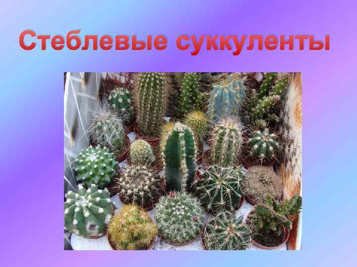 Стеблевые суккуленты 