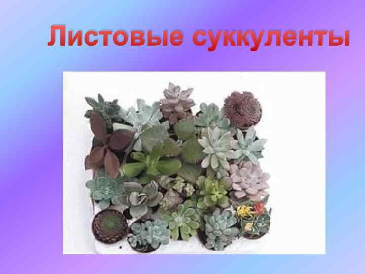 Листовые суккуленты 