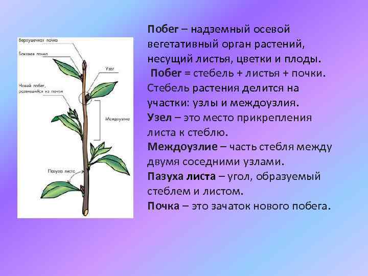 Побег – надземный осевой вегетативный орган растений, несущий листья, цветки и плоды. Побег =