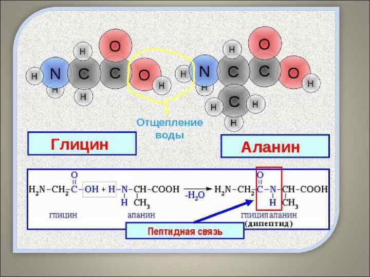 Пептидная связь – это ковалентная связь, которой связаны аминокислоты в молекуле белка. Именно поэтому