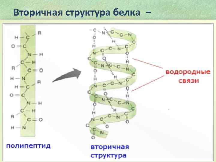Вторичная структура белка – пространственная конфигурация полипептидной цепи, то есть ее возможное расположение в