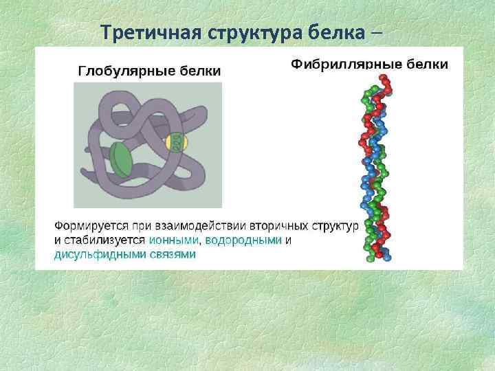 Третичная структура белка – это способ укладки спиральной структуры благодаря дисульфидным связям (между мономерами