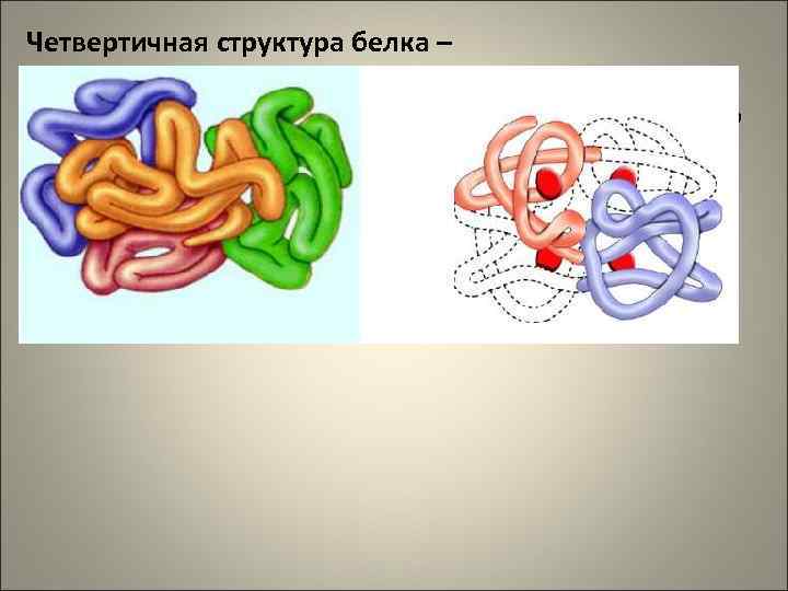 Четвертичная структура белка – образуется, когда объединяются несколько глобул, каждая из которых имеет свою