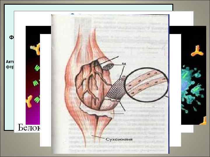 Функции белка 