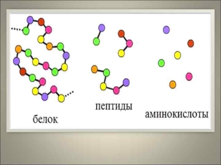 Белки – это биополимеры, мономерами которых являются аминокислоты. Аминокислоты – это органические кислоты, которые