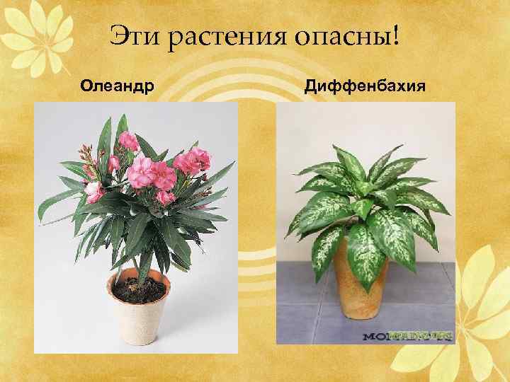 Эти растения опасны! Олеандр Диффенбахия 