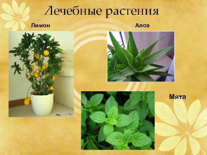 Лечебные растения Лимон Алоэ Мята 