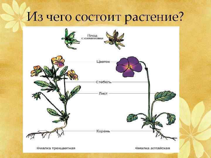 Из чего состоит растение? 