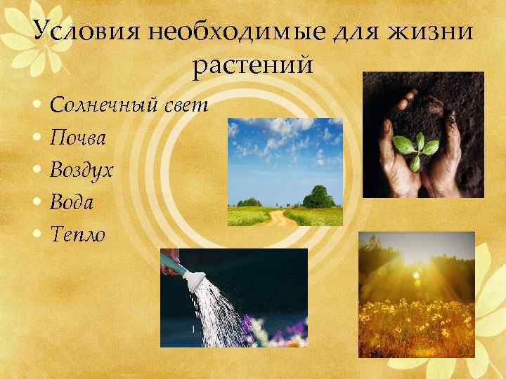 Условия необходимые для жизни растений • Солнечный свет • Почва • Воздух • Вода