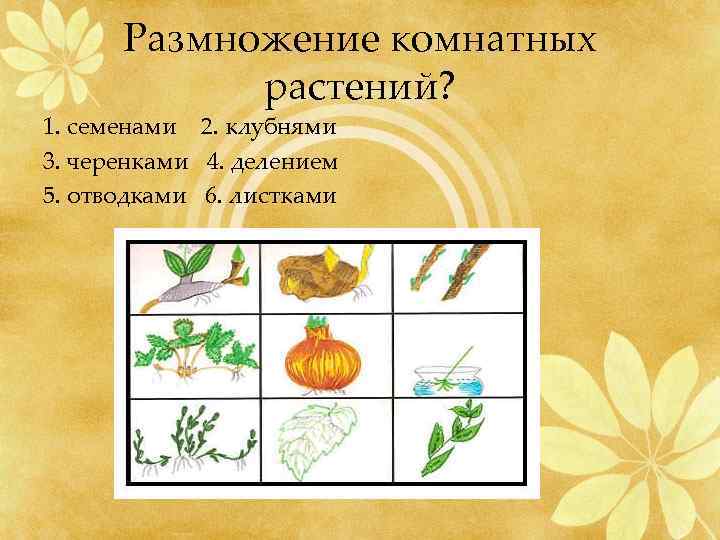 Размножение комнатных растений? 1. семенами 2. клубнями 3. черенками 4. делением 5. отводками 6.