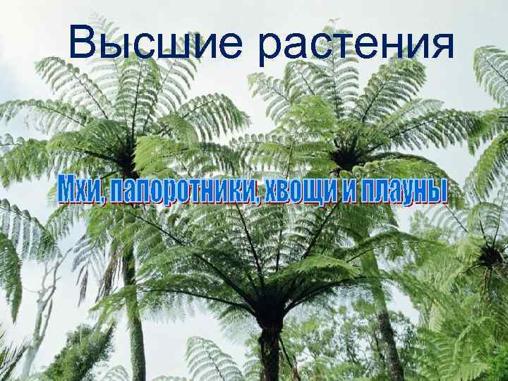 Высшие растения 