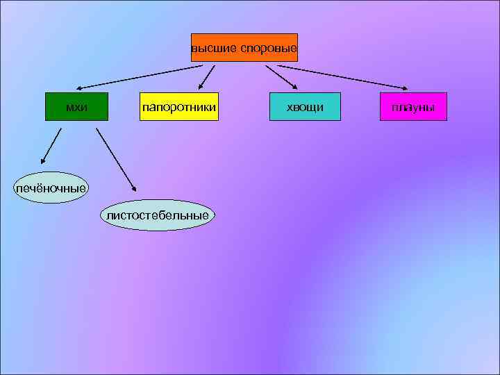 высшие споровые мхи папоротники печёночные листостебельные хвощи плауны 