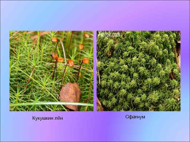 Кукушкин лён Сфагнум 