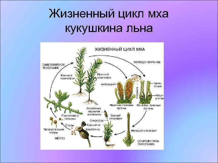 Жизненный цикл мха кукушкина льна 
