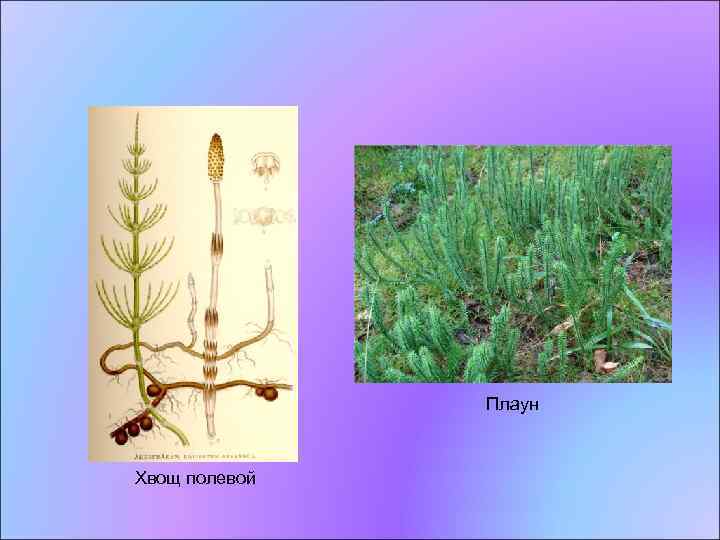 Плаун Хвощ полевой 