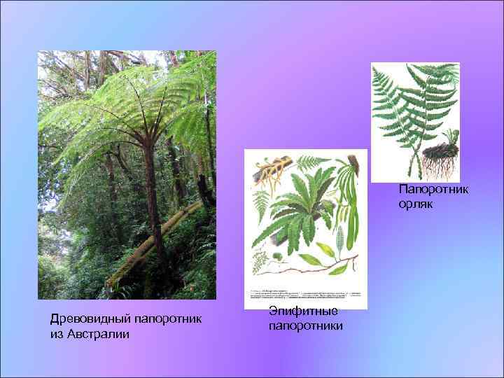 Папоротник орляк Древовидный папоротник из Австралии Эпифитные папоротники 