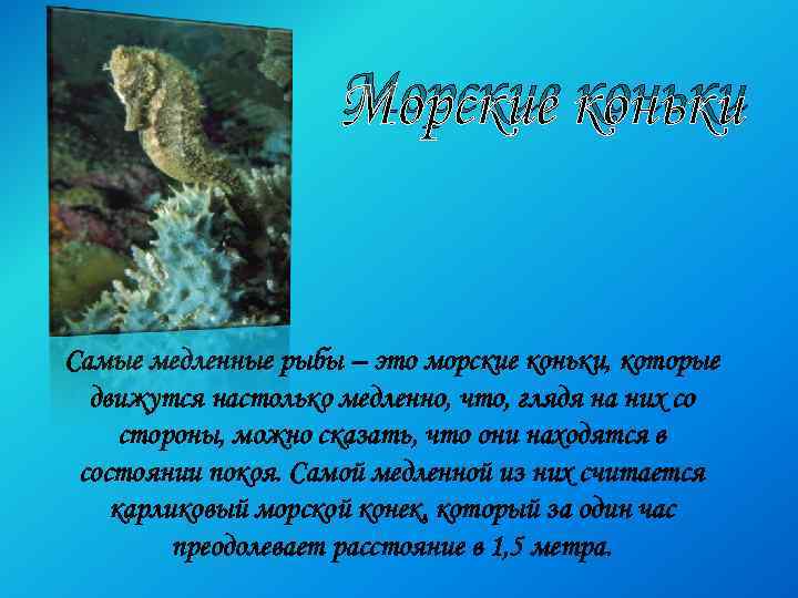Морские коньки Самые медленные рыбы – это морские коньки, которые движутся настолько медленно, что,