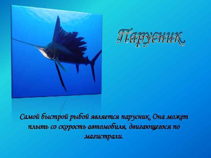 Парусник Самой быстрой рыбой является парусник. Она может плыть со скорость автомобиля, двигающегося по