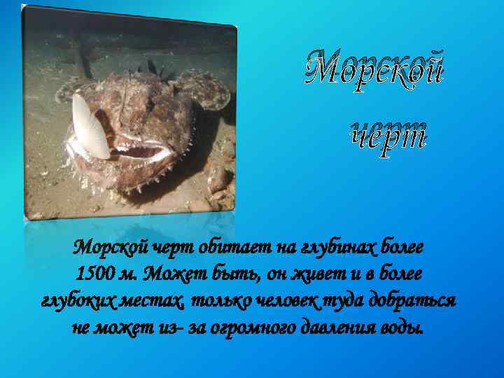 Морской черт обитает на глубинах более 1500 м. Может быть, он живет и в