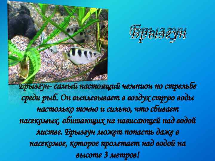 Брызгун- самый настоящий чемпион по стрельбе среди рыб. Он выплевывает в воздух струю воды