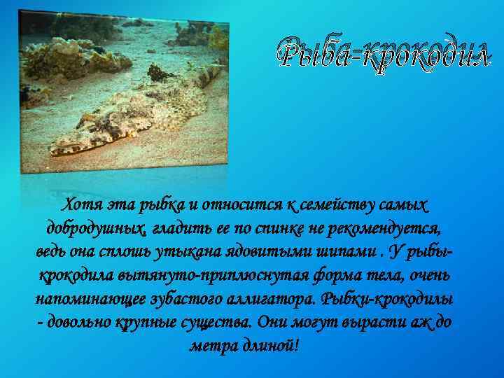 Рыба-крокодил Хотя эта рыбка и относится к семейству самых добродушных, гладить ее по спинке