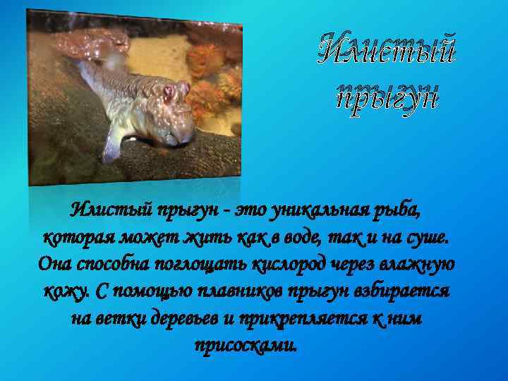 Илистый прыгун - это уникальная рыба, которая может жить как в воде, так и