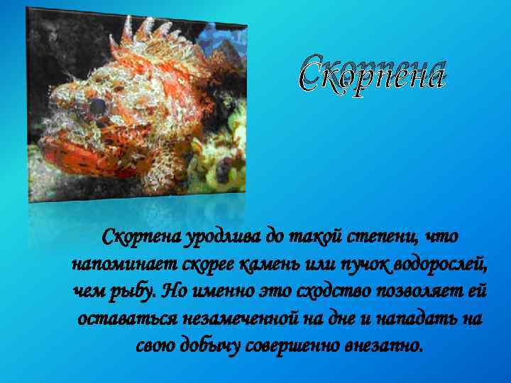 Скорпена уродлива до такой степени, что напоминает скорее камень или пучок водорослей, чем рыбу.