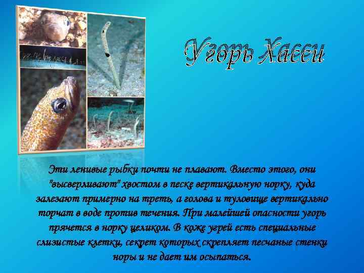 Угорь Хасси Эти ленивые рыбки почти не плавают. Вместо этого, они "высверливают" хвостом в