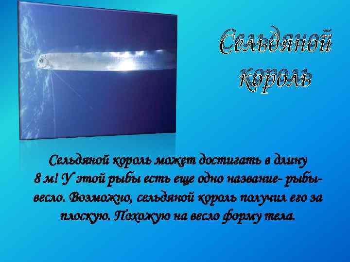 Сельдяной король может достигать в длину 8 м! У этой рыбы есть еще одно