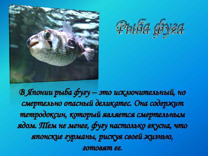 Рыба фуга В Японии рыба фугу – это исключительный, но смертельно опасный деликатес. Она