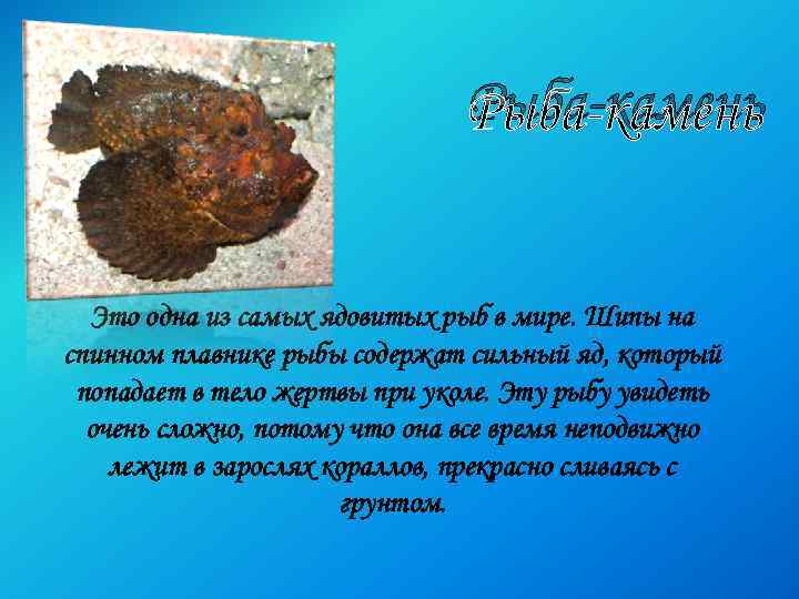 Рыба-камень Это одна из самых ядовитых рыб в мире. Шипы на спинном плавнике рыбы