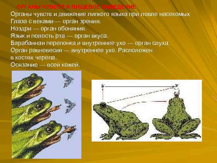  ОРГАНЫ ЧУВСТВ И ПИЩЕВОЕ ПОВЕДЕНИЕ Органы чувств и движение липкого языка при ловле