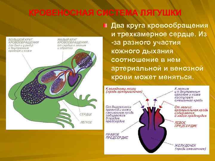  КРОВЕНОСНАЯ СИСТЕМА ЛЯГУШКИ Два круга кровообращения и трехкамерное сердце. Из -за разного участия