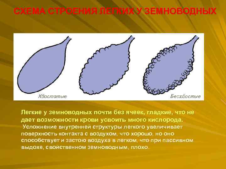 СХЕМА СТРОЕНИЯ ЛЕГКИХ У ЗЕМНОВОДНЫХ Легкие у земноводных почти без ячеек, гладкие, что не
